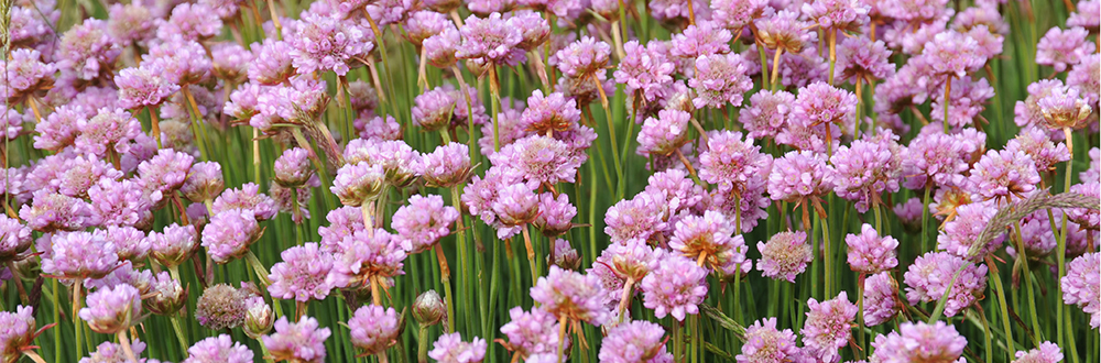 THRIFT Armeria macloviana 